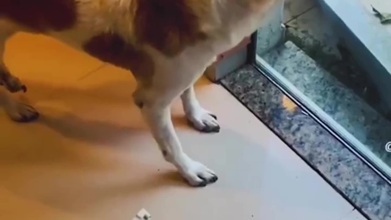 Funny Pets #Funny