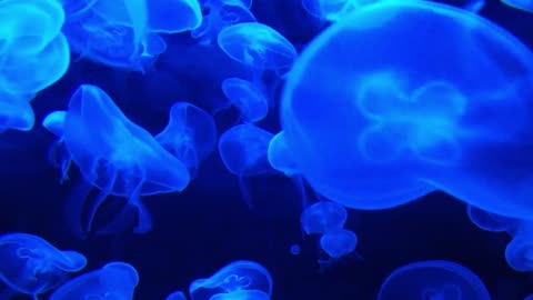 DEEP OCEAN - Drifting Jellyfish with Ambient and Calming Music for Relaxation-17