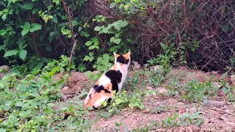 Baby kittens are waiting for their mother to come. The mother cat is resting