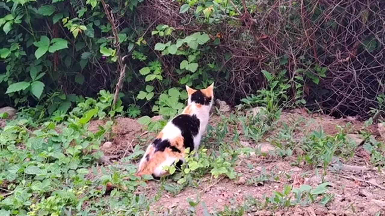 Baby kittens are waiting for their mother to come. The mother cat is resting