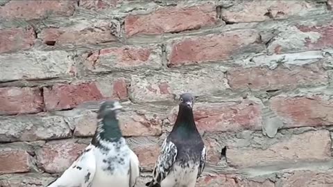 Beautiful pigeon breeder pair best flyingparvaazi