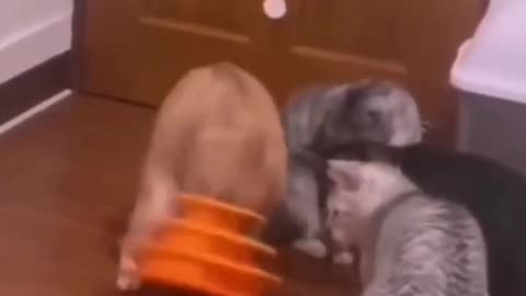 🐱 Funny cat videos - cute cats - Try not to laugh - Cat videos Compilation #shorts 🐈_30