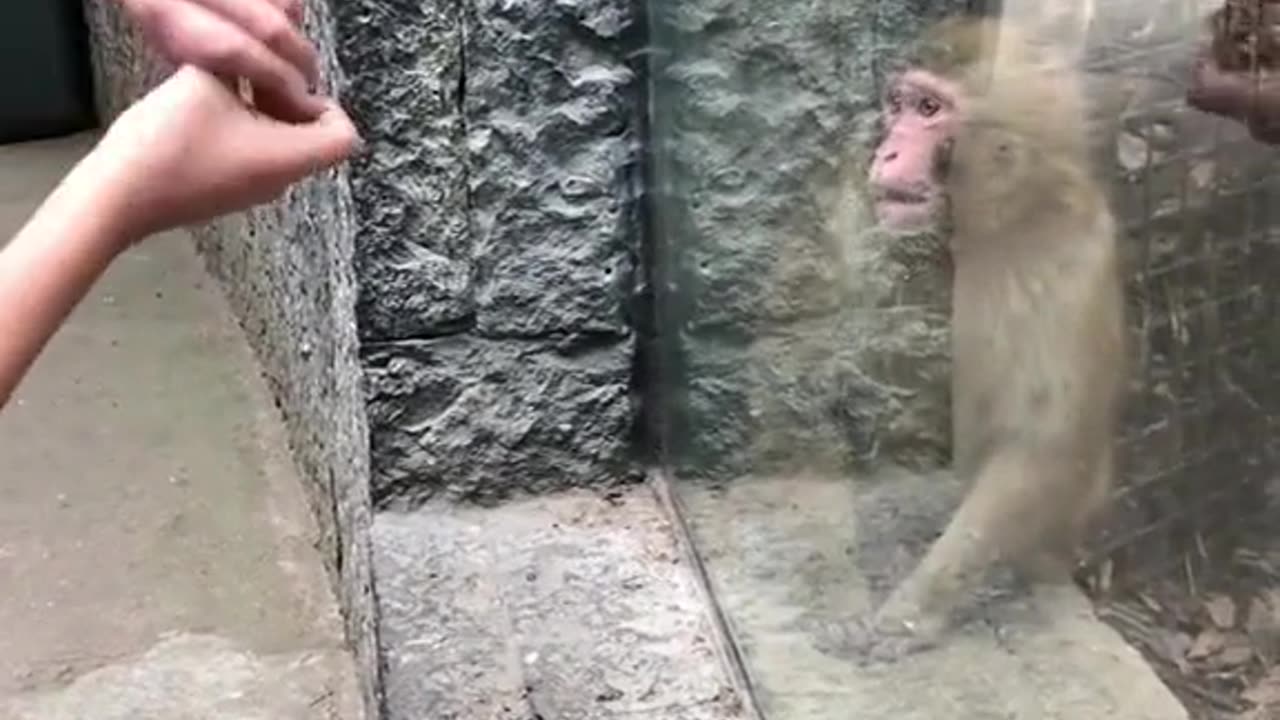 funny.animals