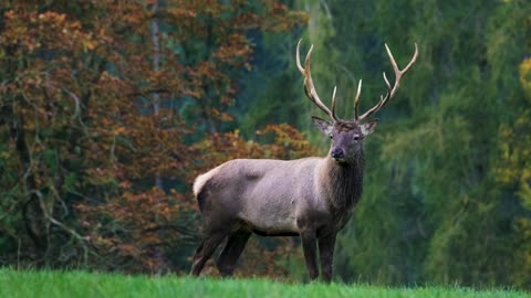 Deer