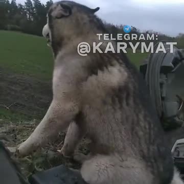 Dog Rides On Top of Ukrainian Tank