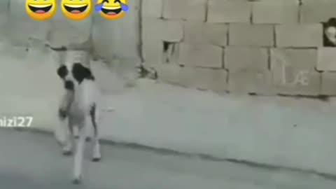 Funny video