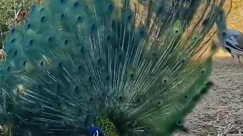 funny video Beautiful peacock, great video