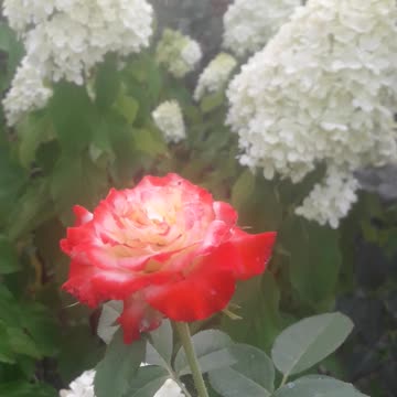 Rose and hydrangea