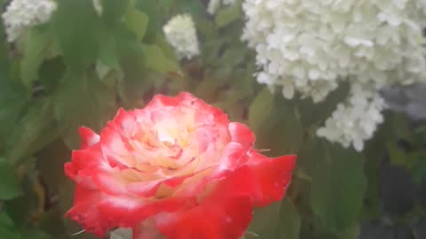 Rose and hydrangea