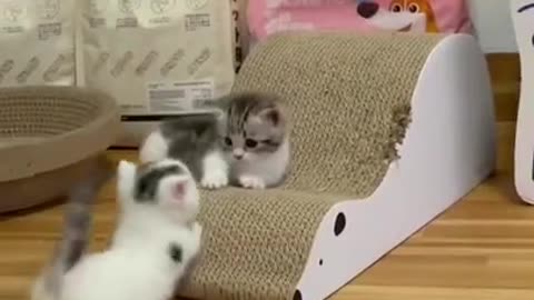 Cute Cat 🐈 video 😊😊