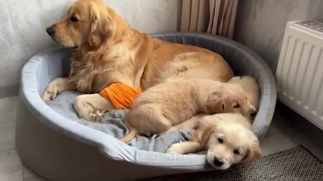 Inexperienced Dog Dad Learns To Parent His Puppies