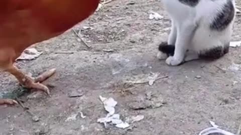 Funny Animals Jokes
