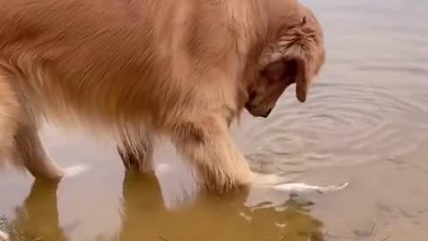 What a kind dog. #dog #funny