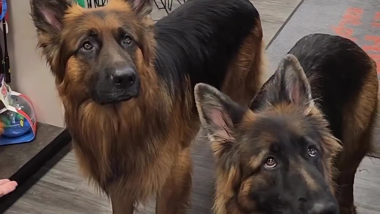 The puppy eyes while they wait 🥹