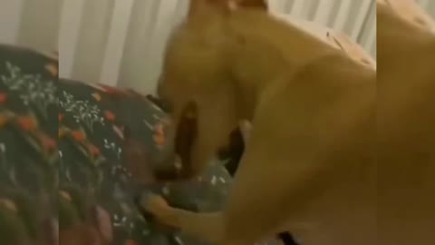Cute pet funny video