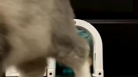 Freedom Paws: Cats Unleashed!"