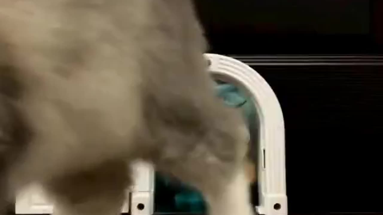 Freedom Paws: Cats Unleashed!"