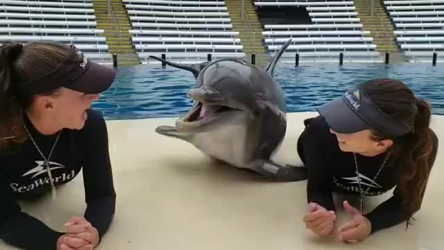 I wish I could be Dolphin 🐬 🤣🤣