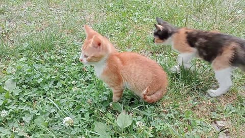 cute animals, funny animals, nature's beauty,