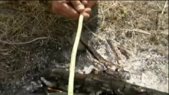 Confectionner un arc ! #manvswild #survivaltips