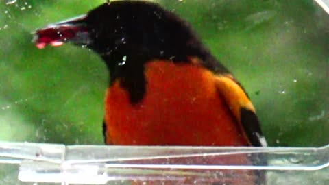 Oriole