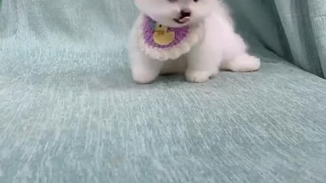 Cute and Funny Puppy Videos Compilation