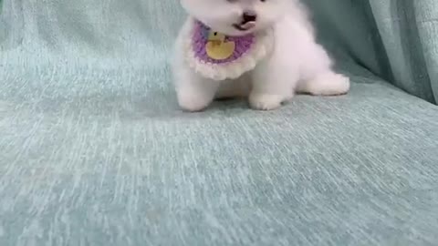 Cute and Funny Puppy Videos Compilation