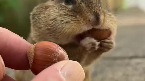 Behold the super cheek powers of Boris, fill the cheeks #shorts #boris #chipmunks