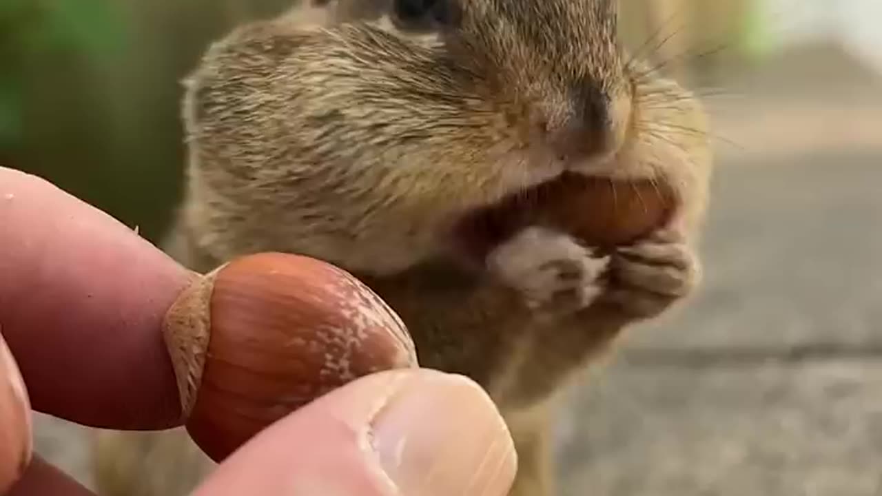 Behold the super cheek powers of Boris, fill the cheeks #shorts #boris #chipmunks