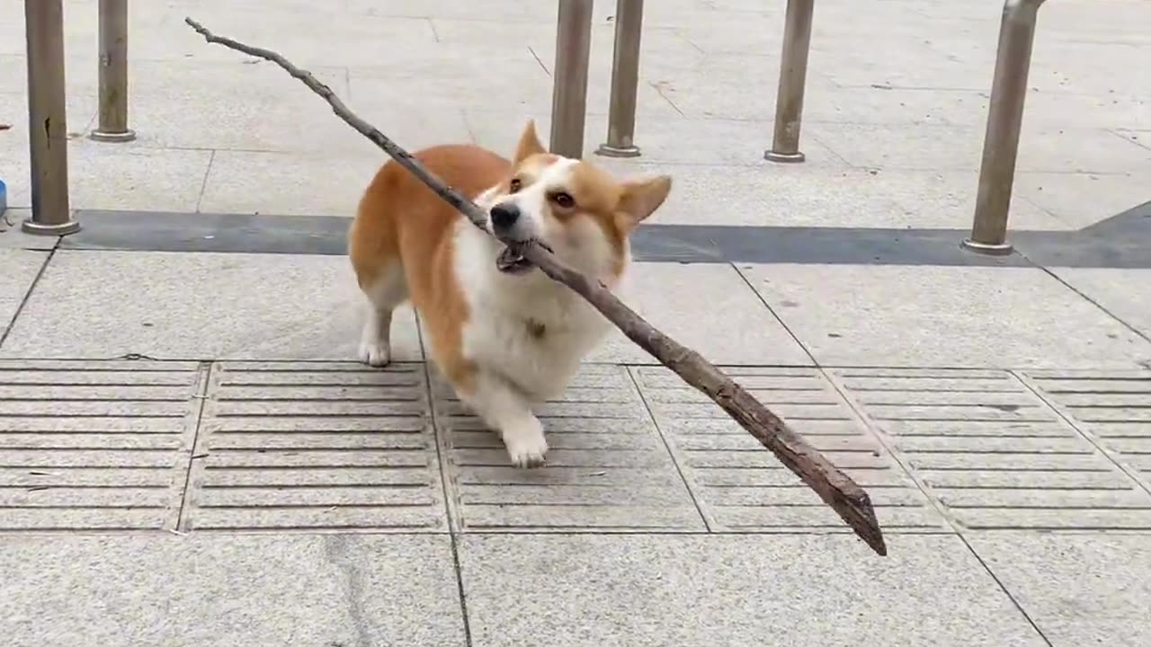 My dog is so genius