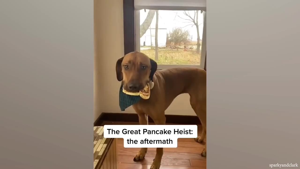 Esa perro es muy listo 😂