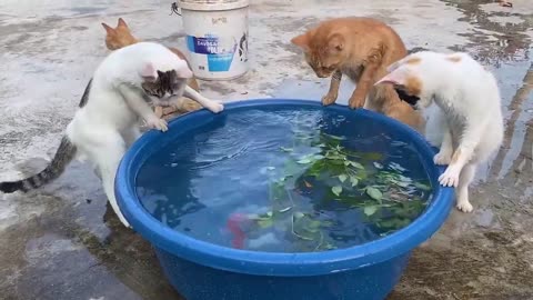Cute Baby Cats - Cute and Funny Cat Videos Compilation 2023