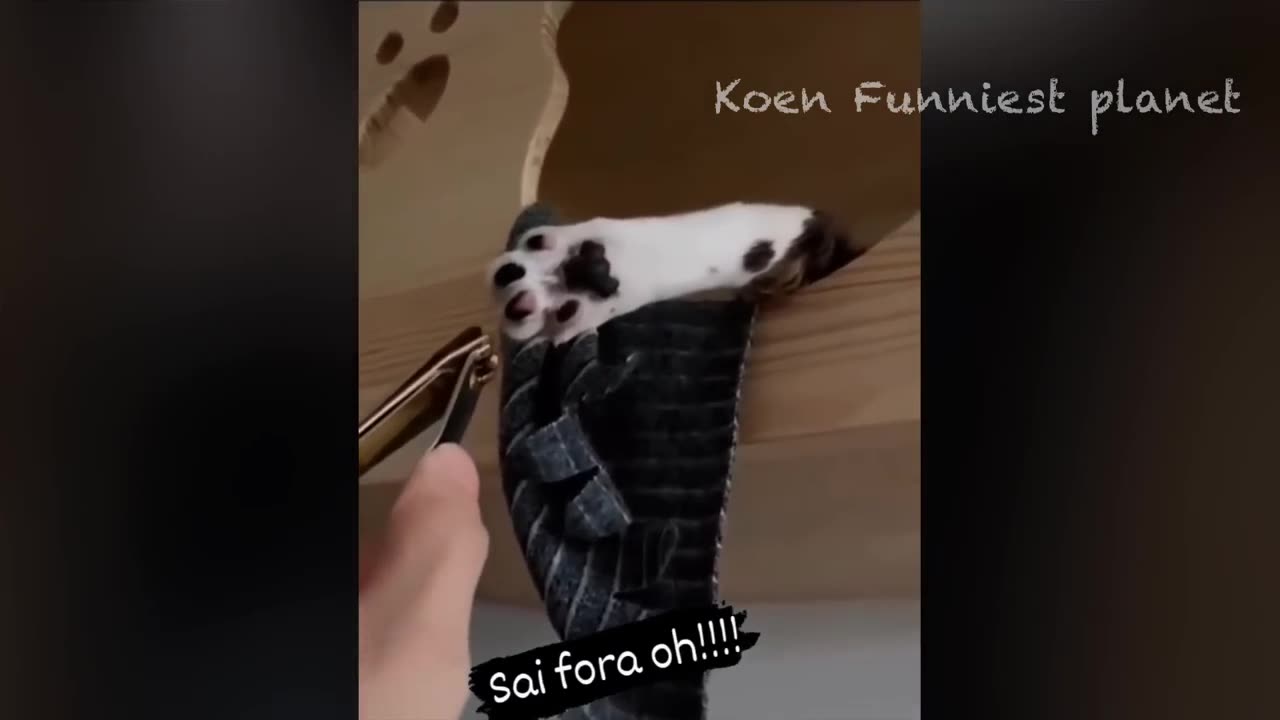 Funny Dogs And Cats Videos 2024 😅 - Best Funniest Animal Videos Of The week #14