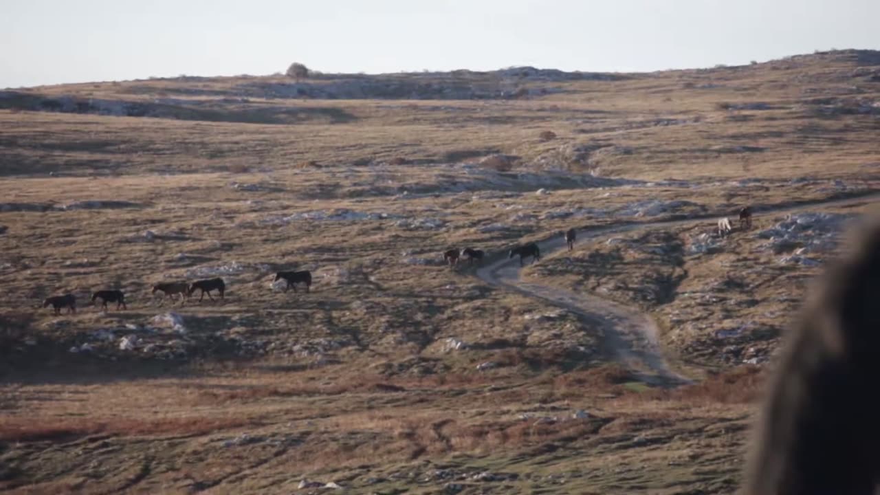 Wild Horses Livno #15