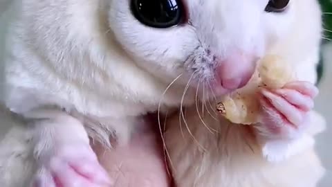 The honey glider has big eyes and is very cute