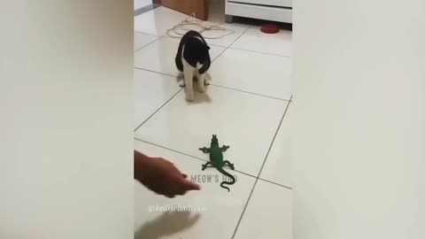 Cat is doing Something Crazy Today