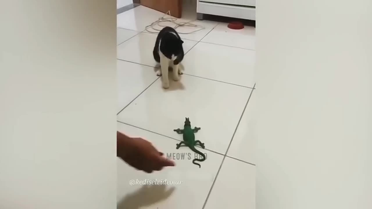 Cat is doing Something Crazy Today