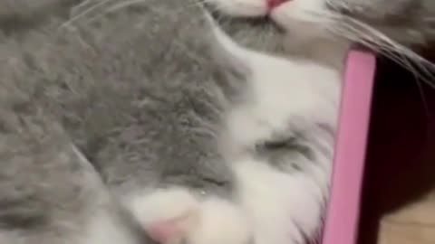 Cute cat funny videos