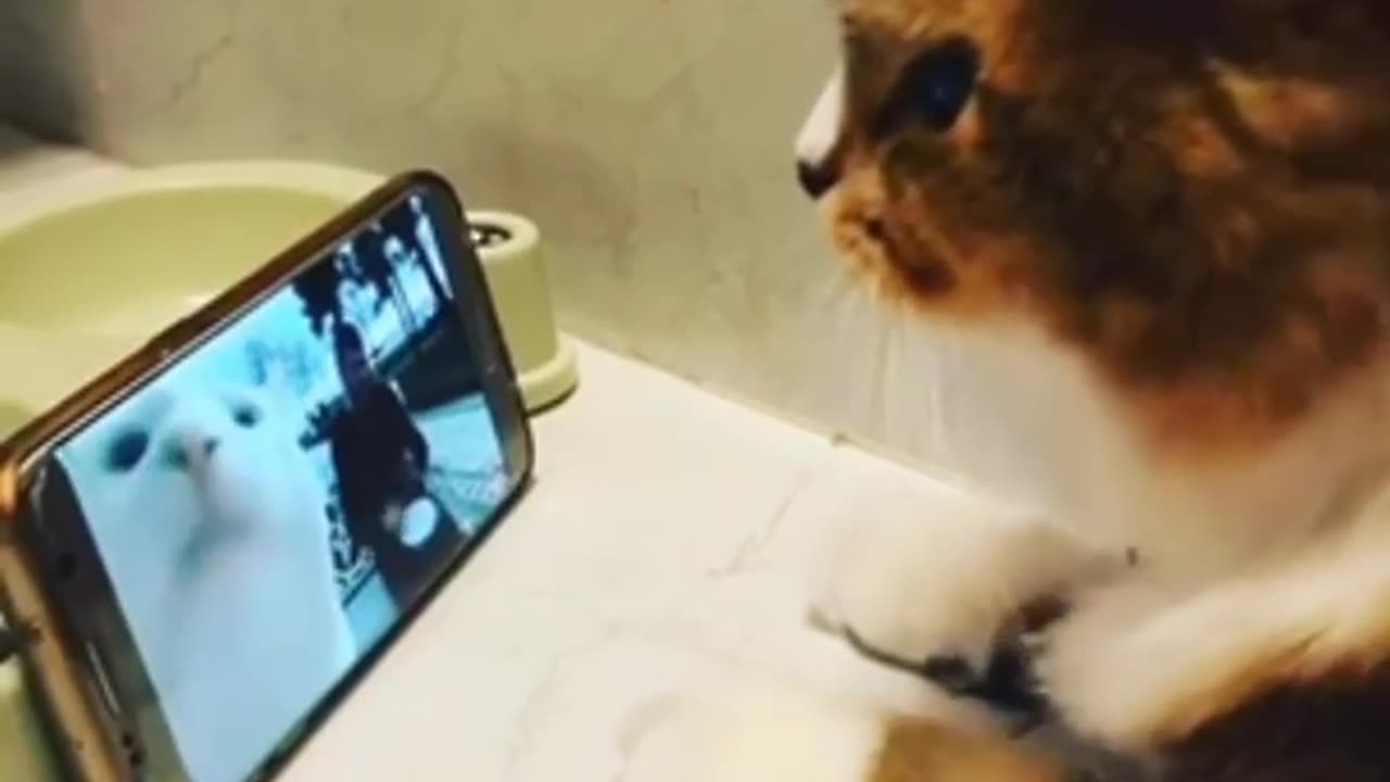Cat Fun Enjoy Life Wow