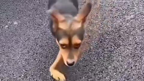 When a dog learns to walk for the first time! 🐾😂