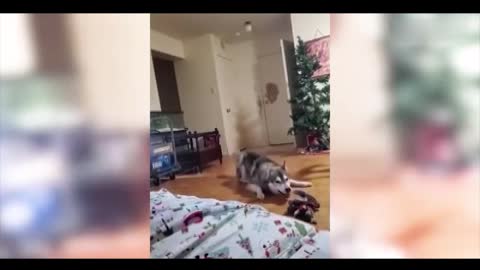 Collection of cute pets 1