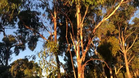 Gorgeous Evening and a Koala