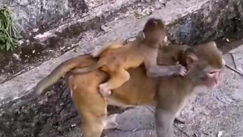 monkey