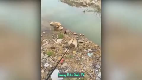 Funny Animal Videos 🤣 Funniest Cats and Dogs Videos 2024 😅