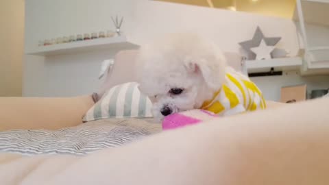 Funny Animal Videos | Cute Animal Videos | Funny Dog | Cat Videos | Viral Videos | BOOST SELF