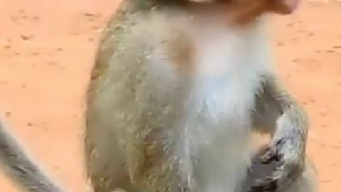 Monkey funny