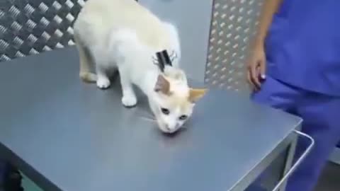How to deactivate a cat