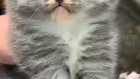 Cat lovers
