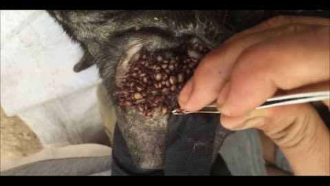 Remove ticks at the dog ear.