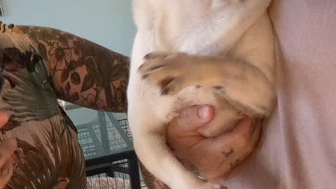 Drama Pug Hates Her Nails Trimmed